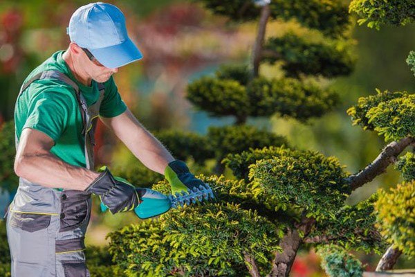 Craig's Tree & Yard Services